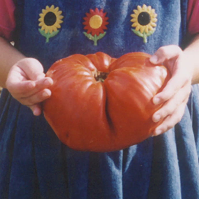 Tomate énorme
