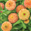 Miniature : Zinnia pêche (4)
