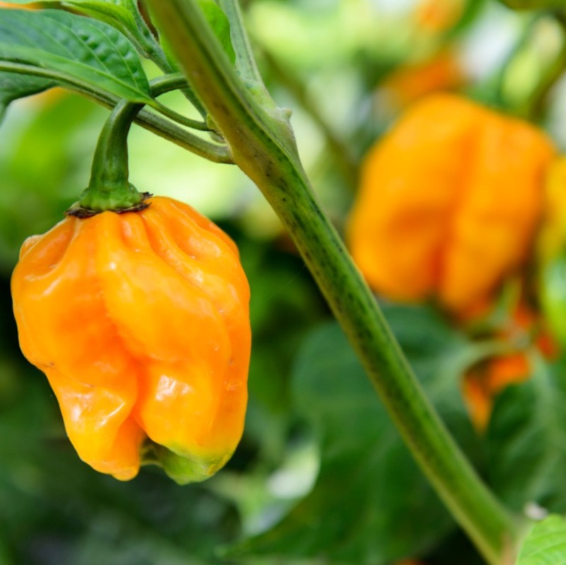 Piment Habanero