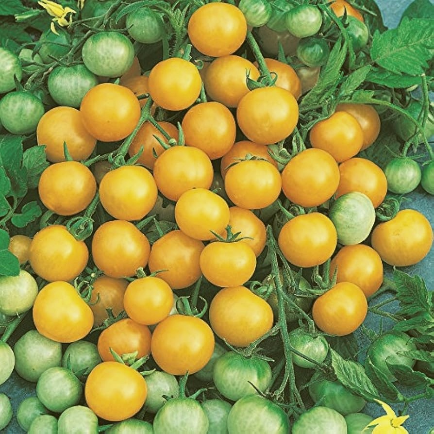 Tomate-cerise jaune