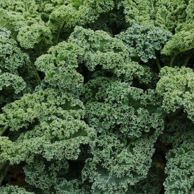 Kale frisé vert