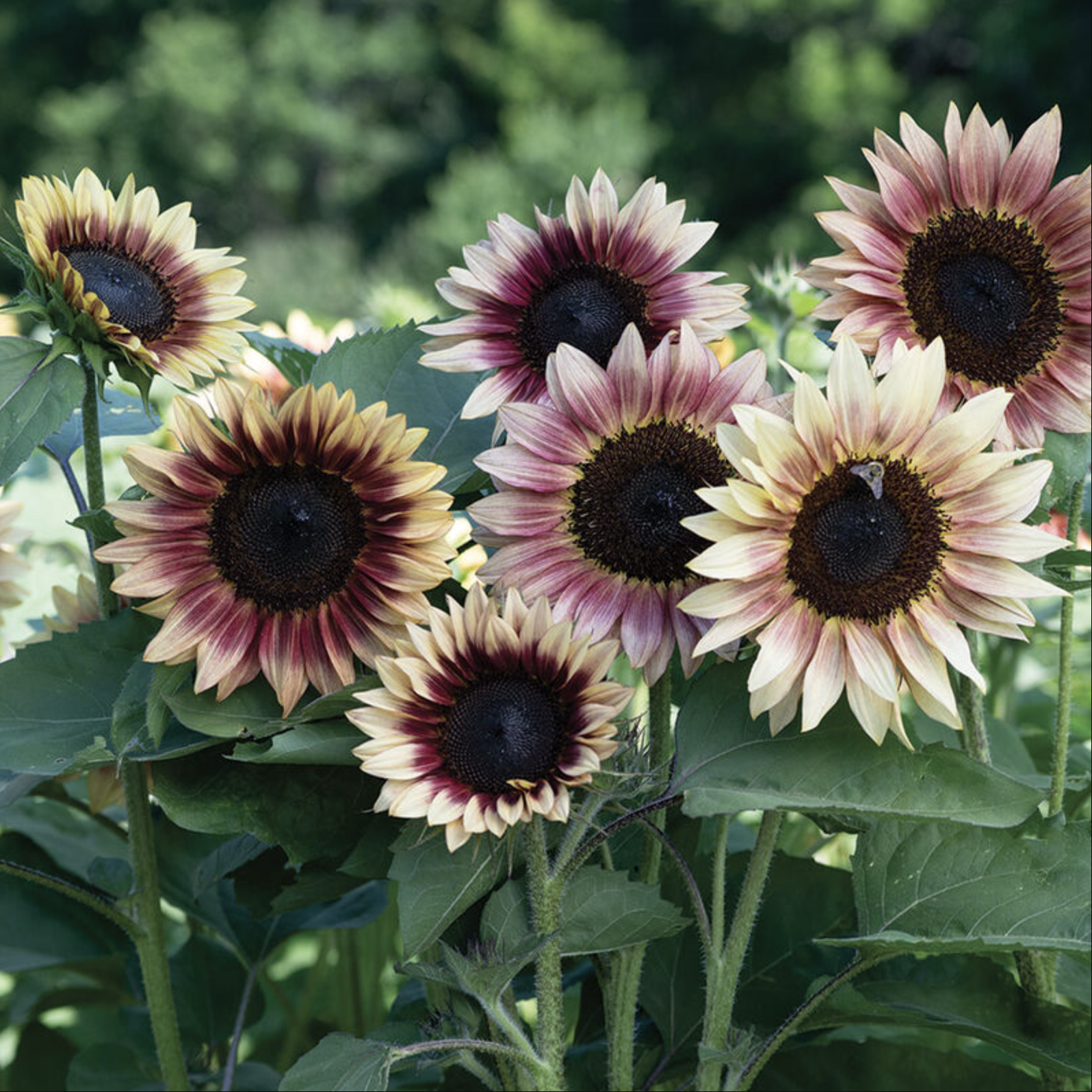 Tournesol rosé (4)