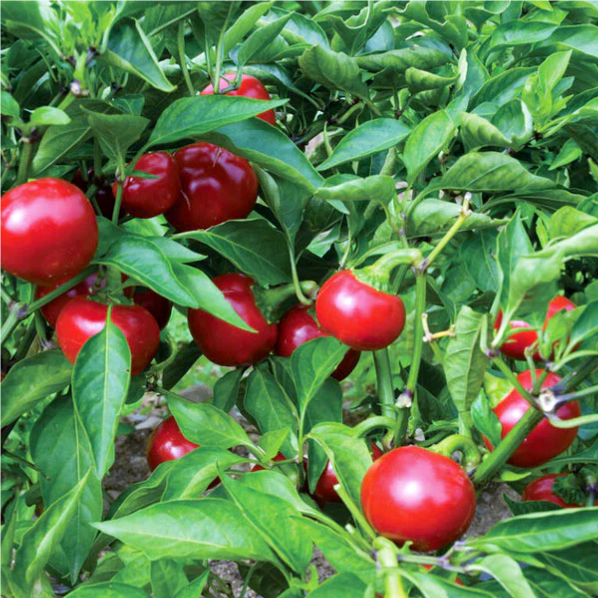 Piment « Cherry Bomb»