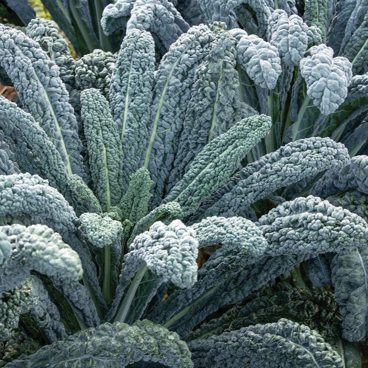 Kale italien