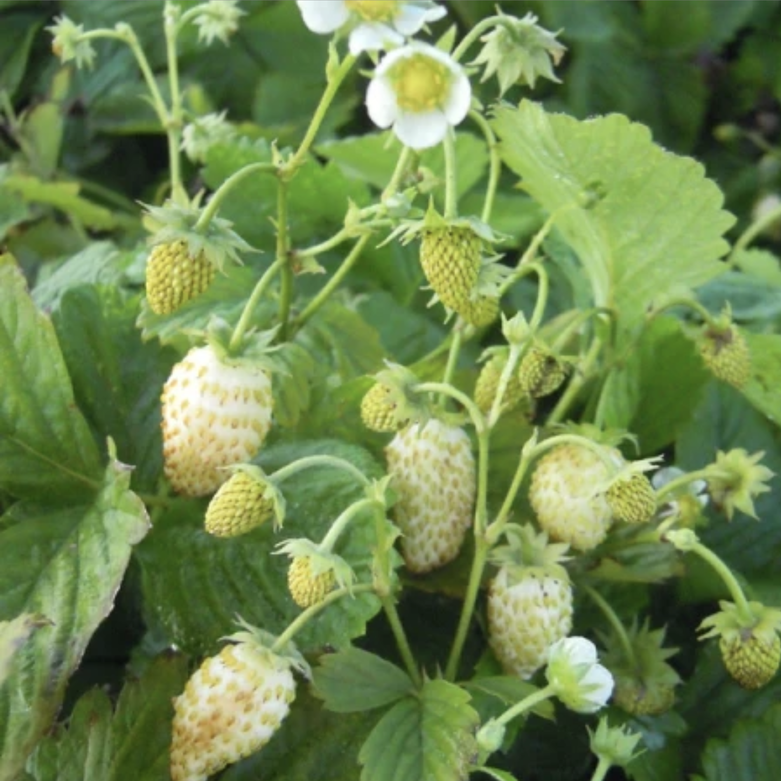 Fraises alpines blanches