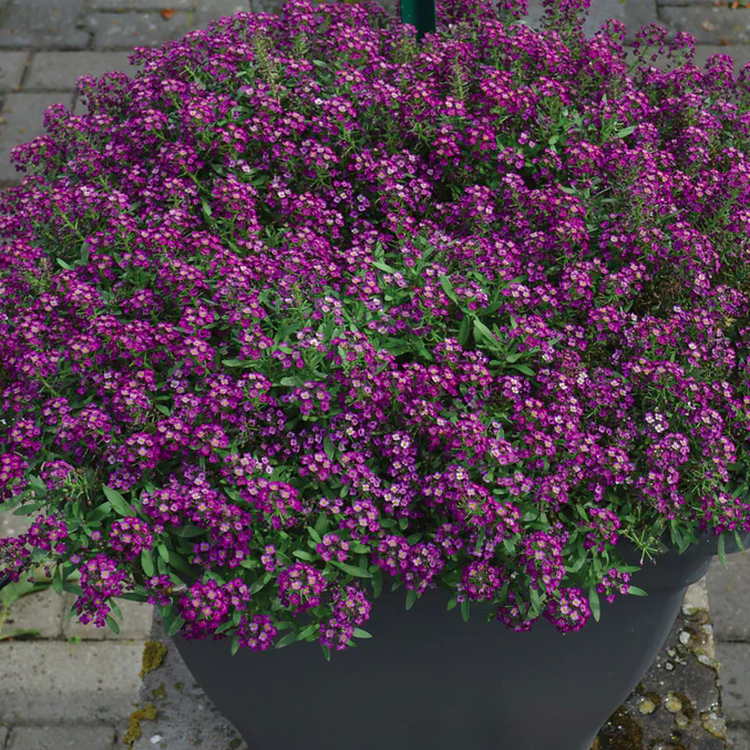 Alyssum mauve