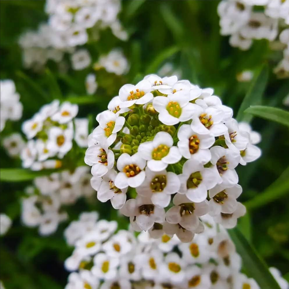 Miniature : Alyssum blanc