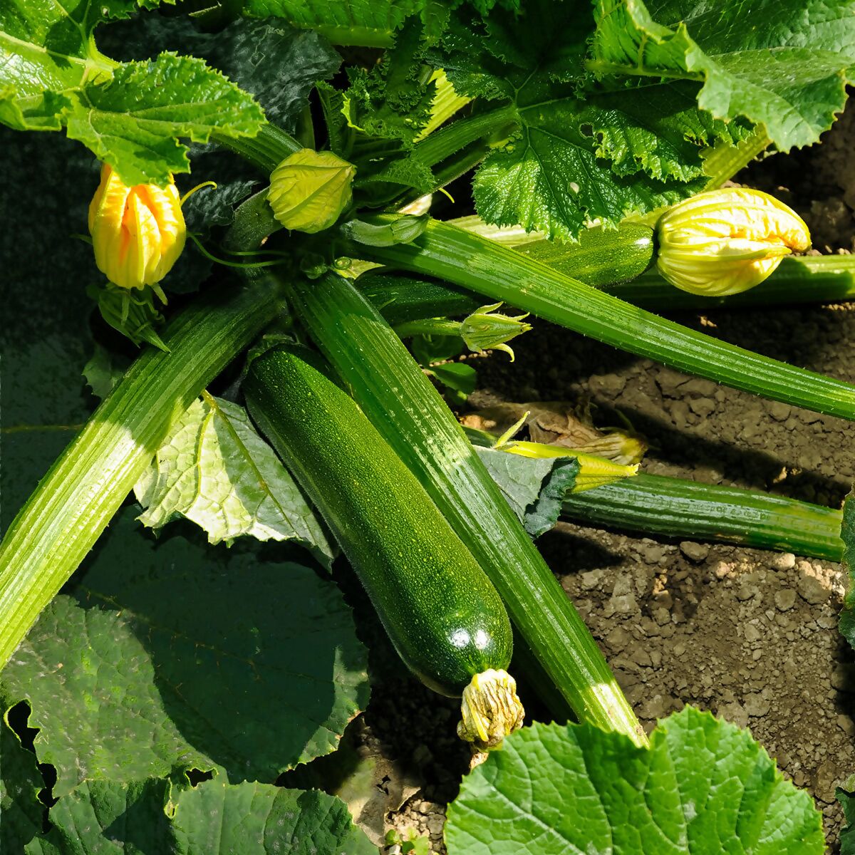 Courgette verte