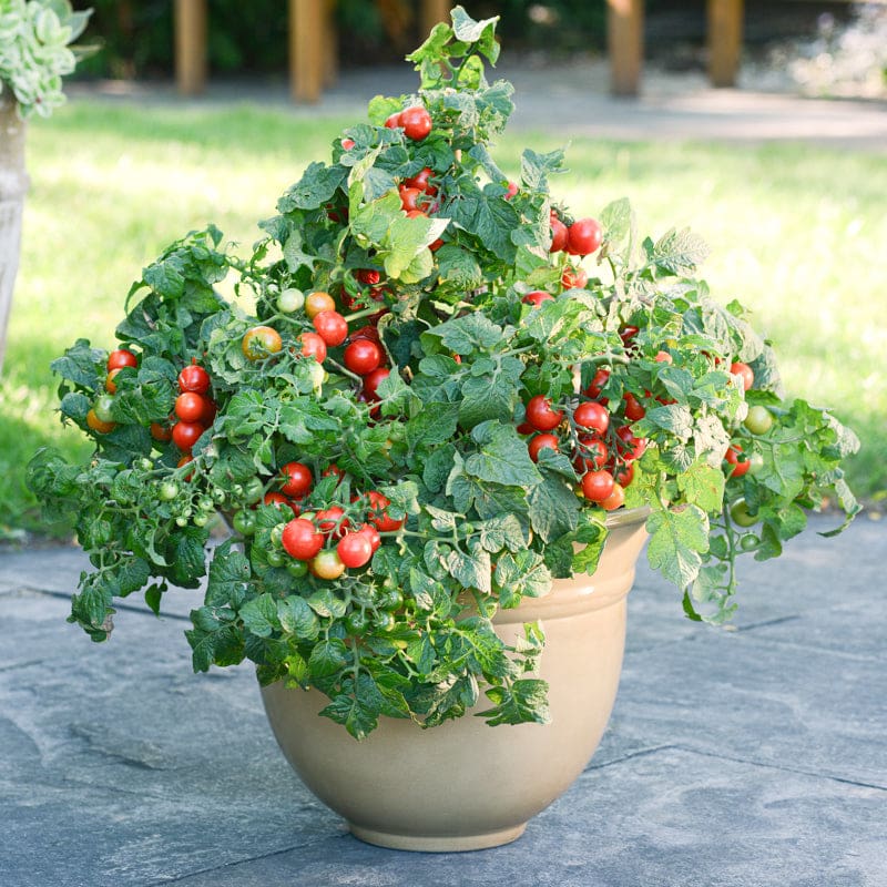 Tomate-cerise patio rouge