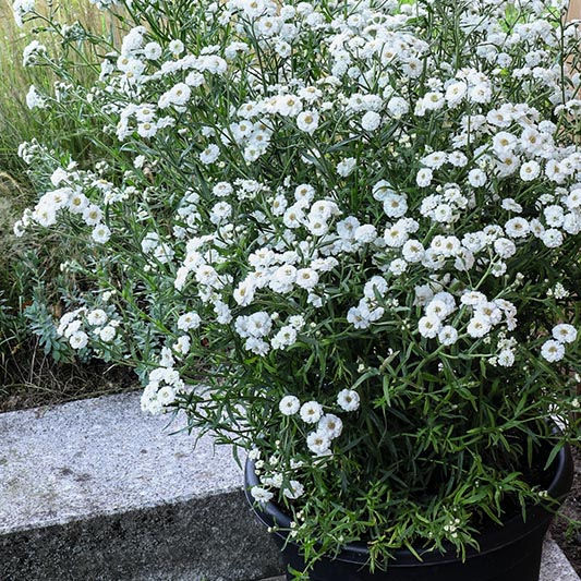 Achillée "pompon" blanche (4)