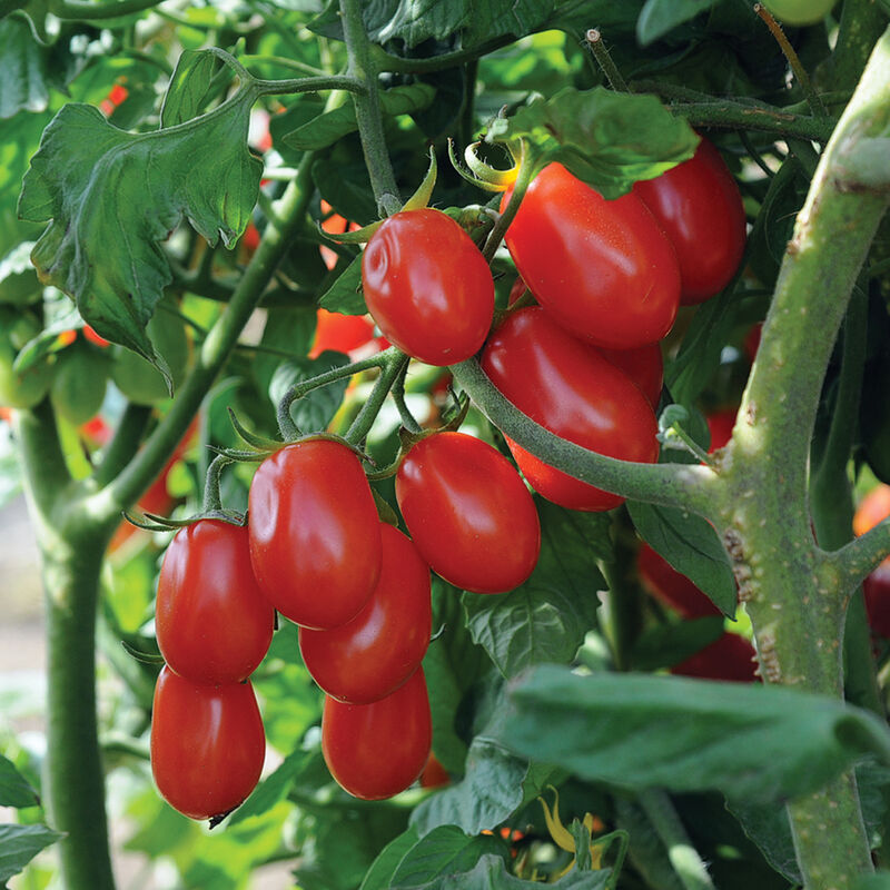 Tomate-raisin rouge