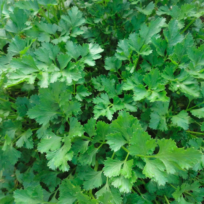 Persil plat