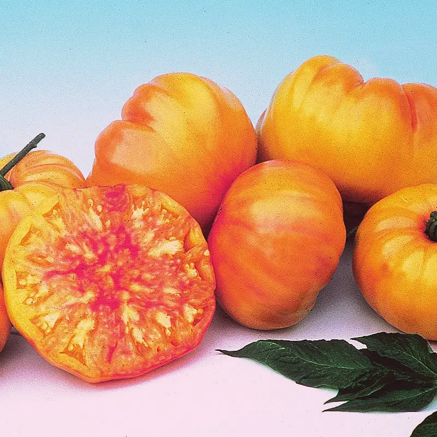 Tomate marbrée