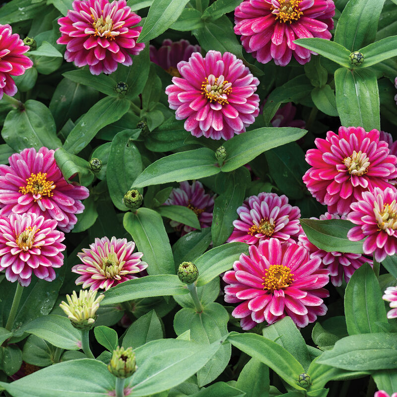 Zinnia compact rose (6)