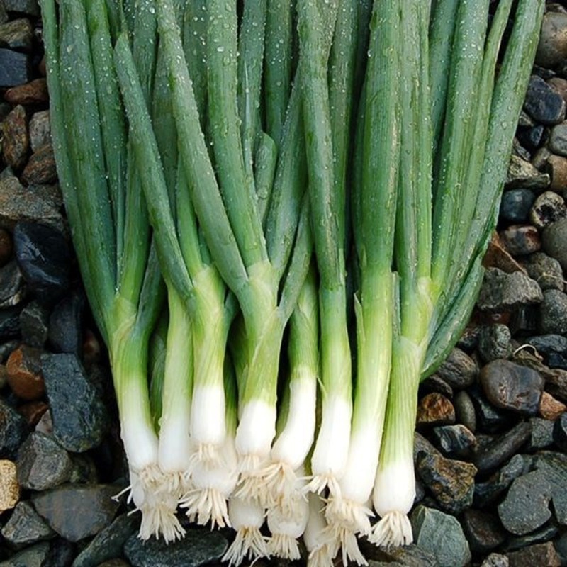 Oignons verts (échalottes) (10)