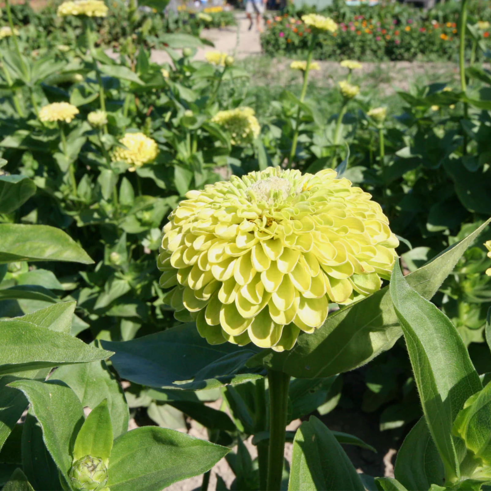 Zinnia lime (6)