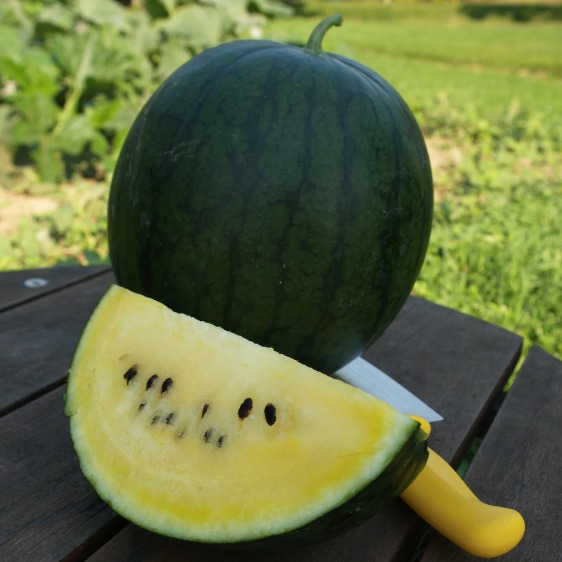 Melon d'eau jaune