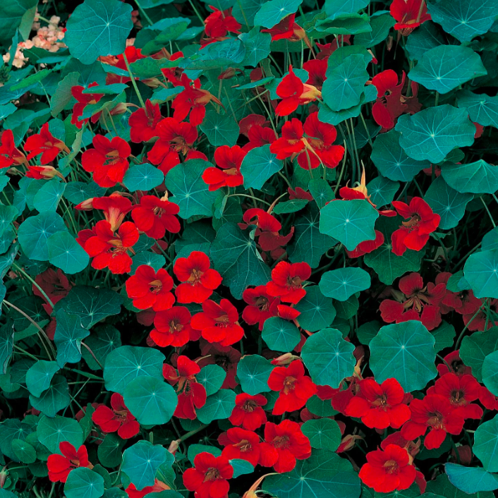 Capucine rouge (4)