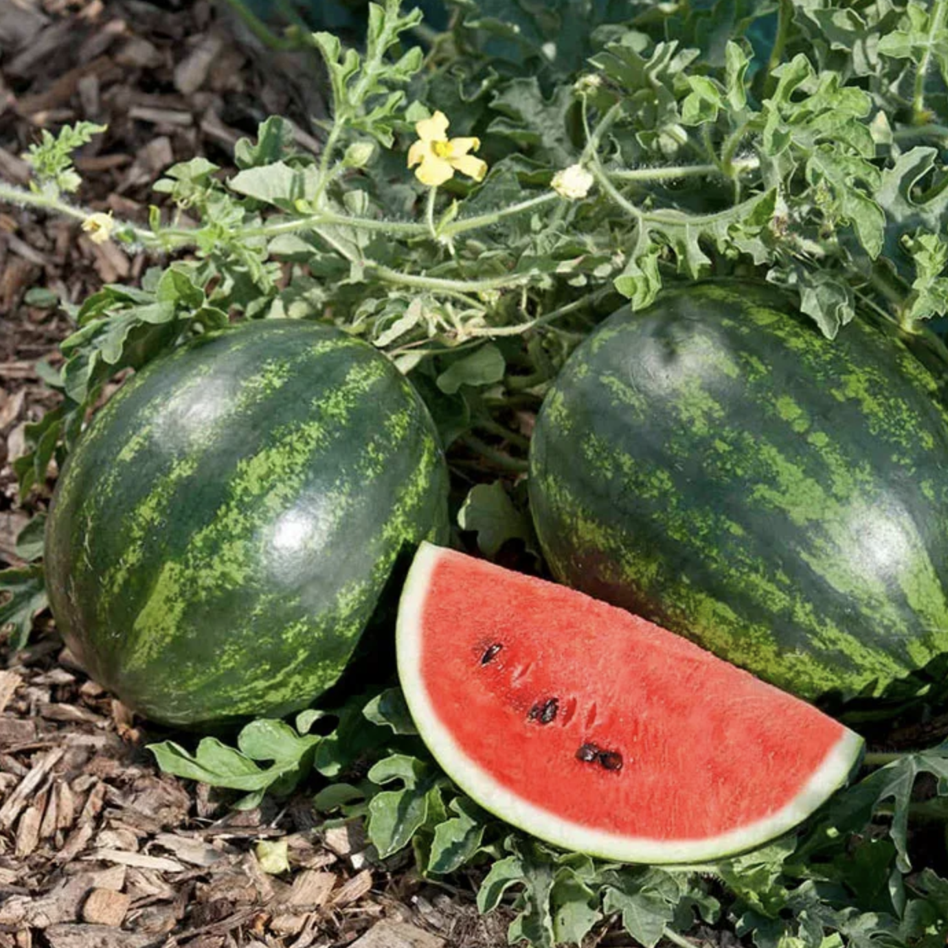 Melon d'eau rouge
