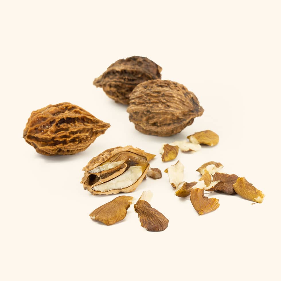 Noyer « Buartnut »