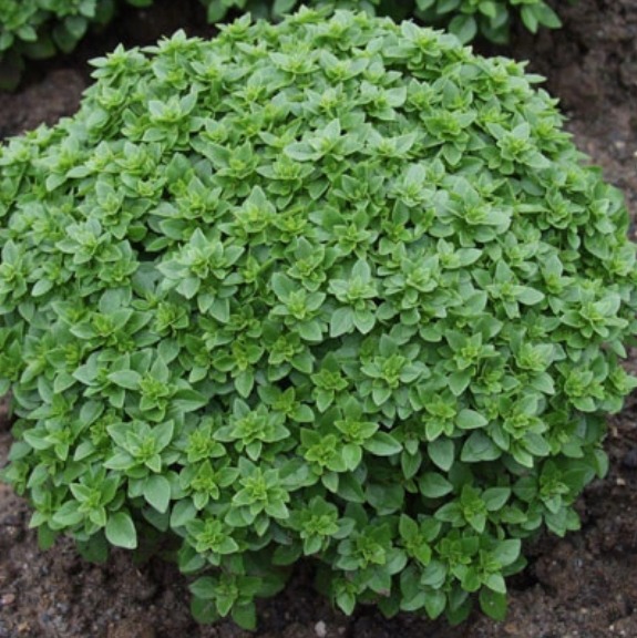 Basilic grec