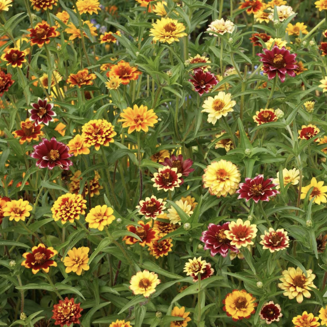Zinnia « tapis persan » (6)