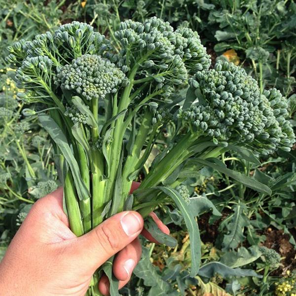 Broccolini