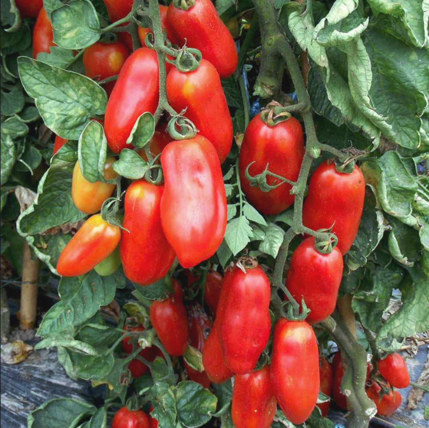 Tomate italienne