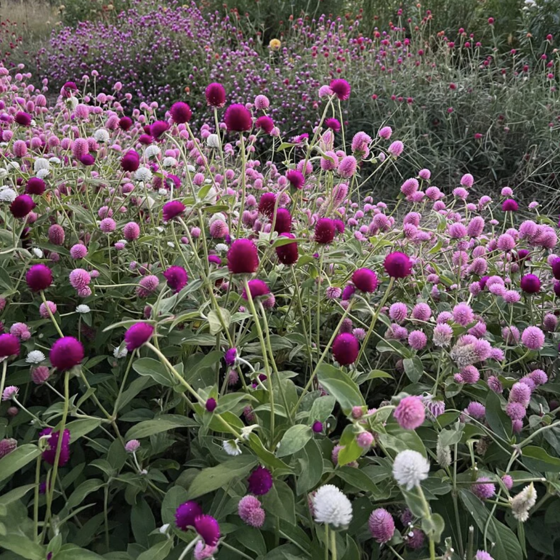 Gomphrena (6)