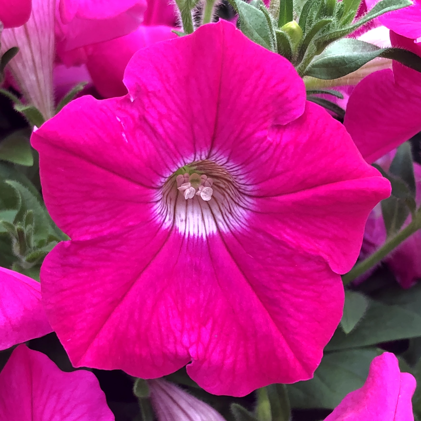 Pétunia néon rose (6)