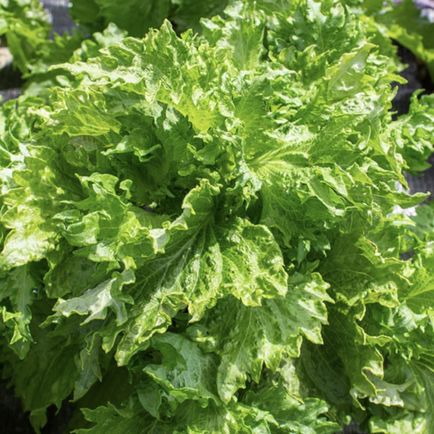 Shiso