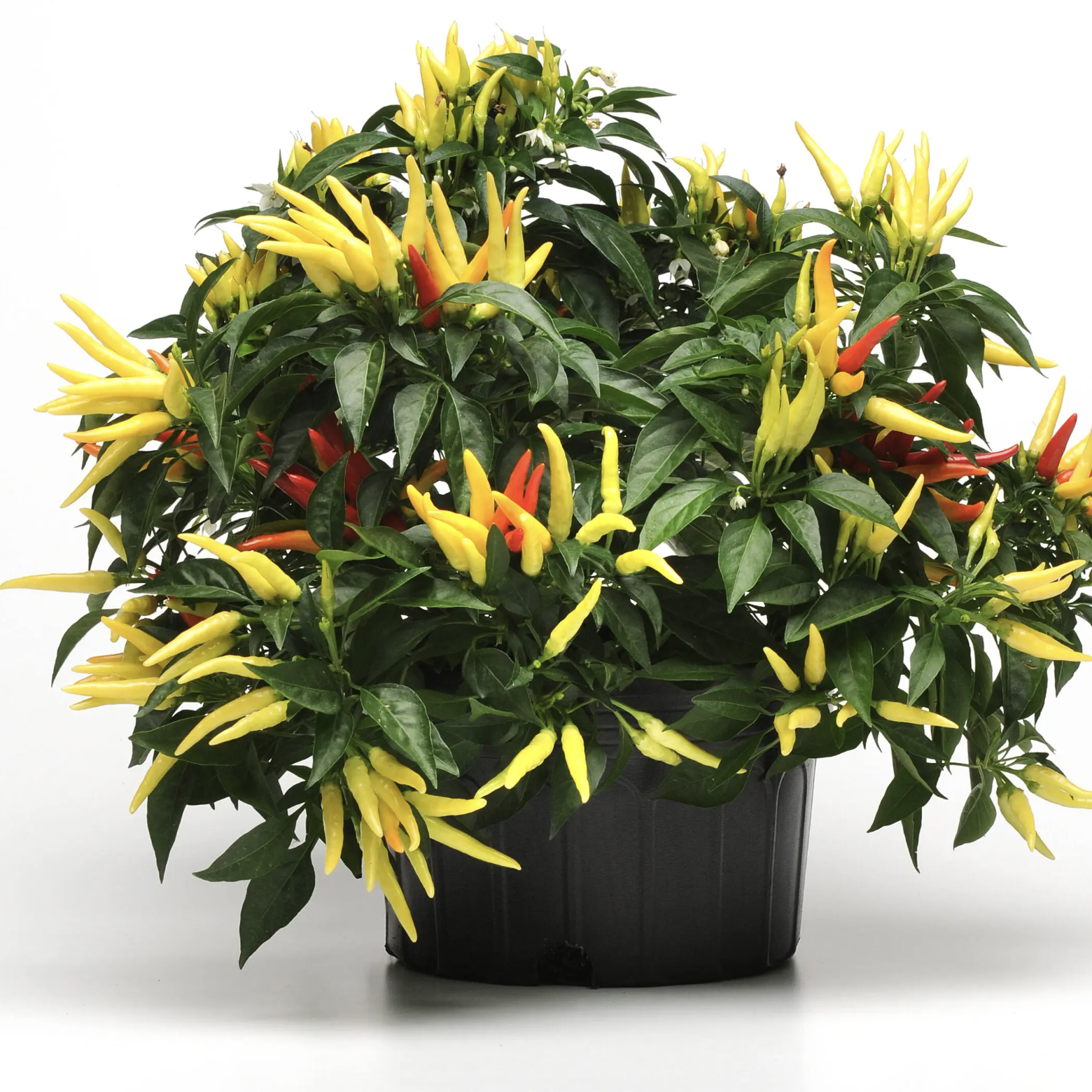 Piment ornemental