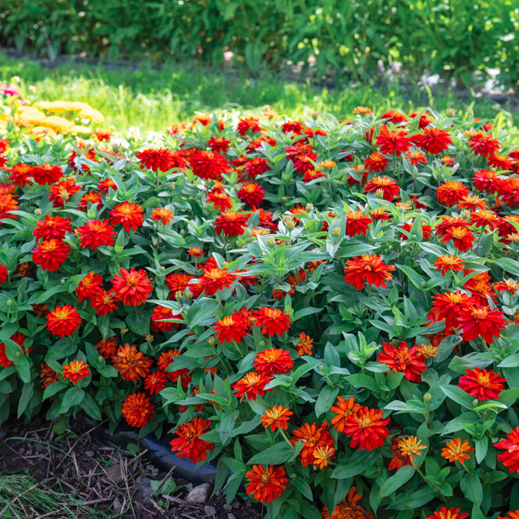 Zinnia compact rouge (6)