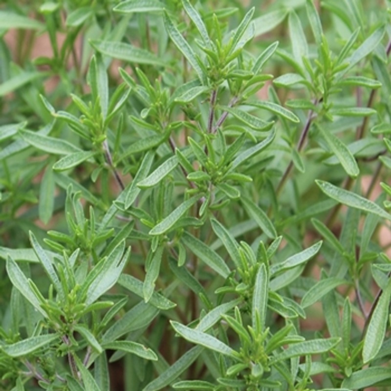 Sarriette d'été