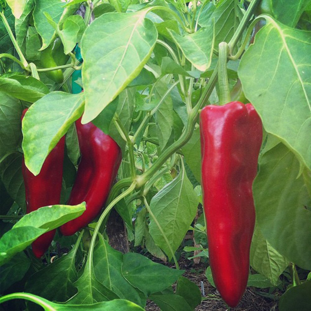 Poivron rouge cornu