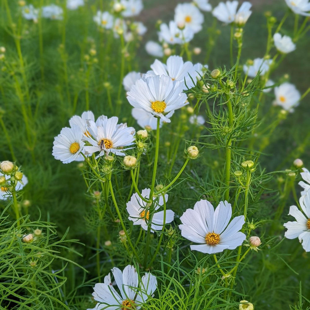 Cosmos blanc
