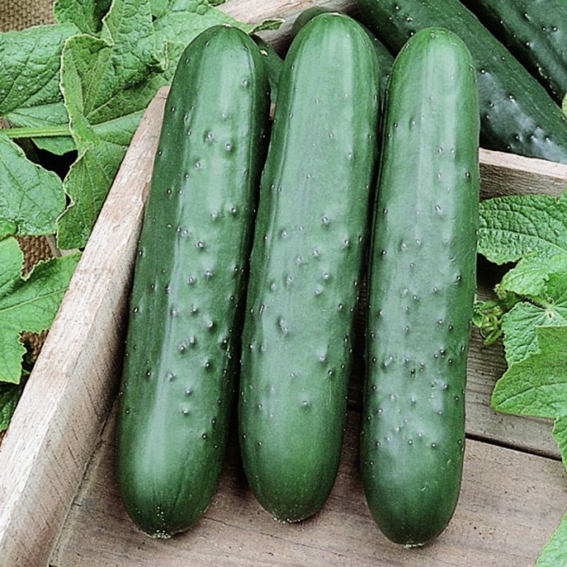 Concombre de jardin