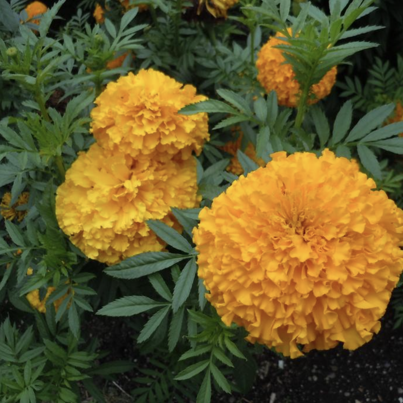 Tagète géante orange
