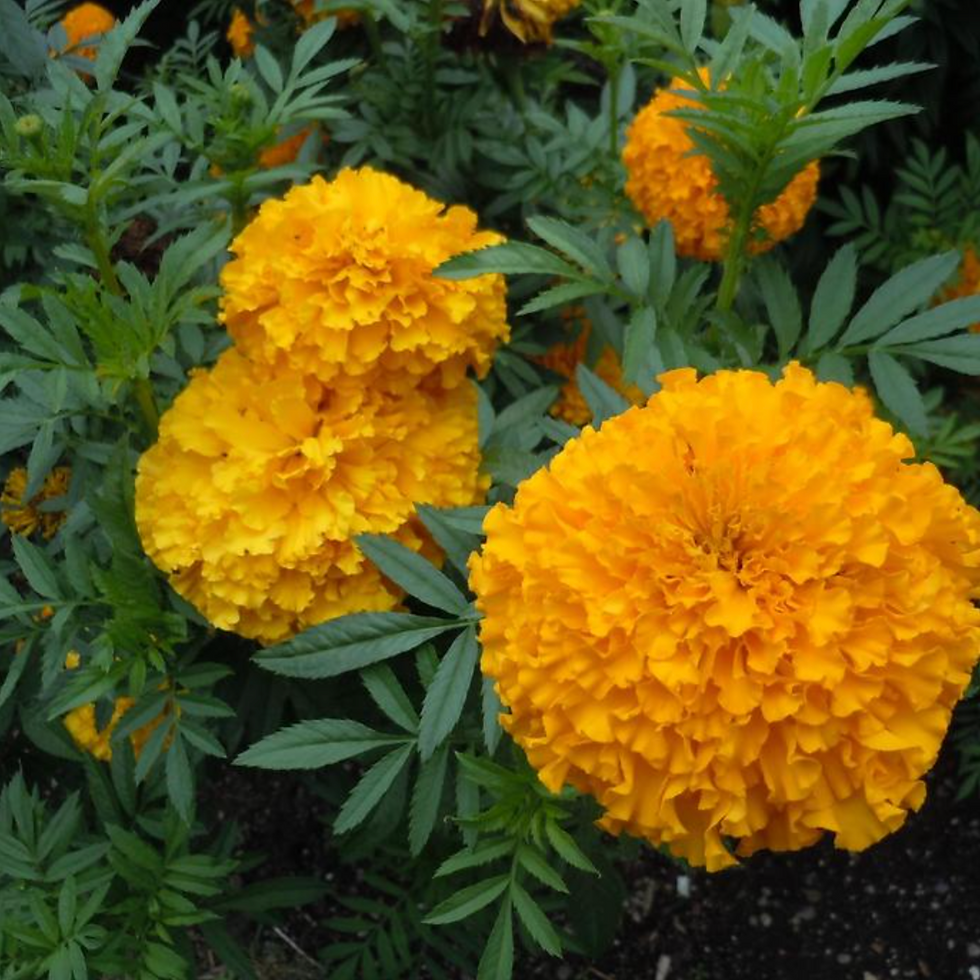 Tagète géante orange