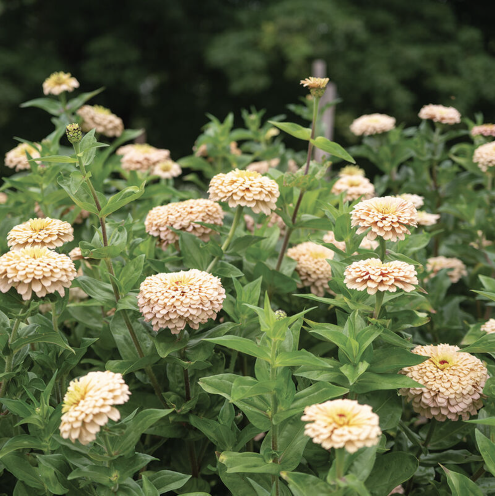 Zinnia rosé (6)