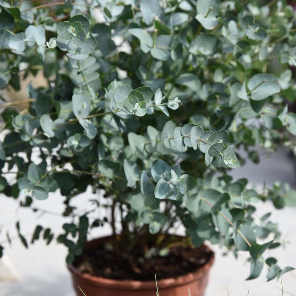 Eucalyptus