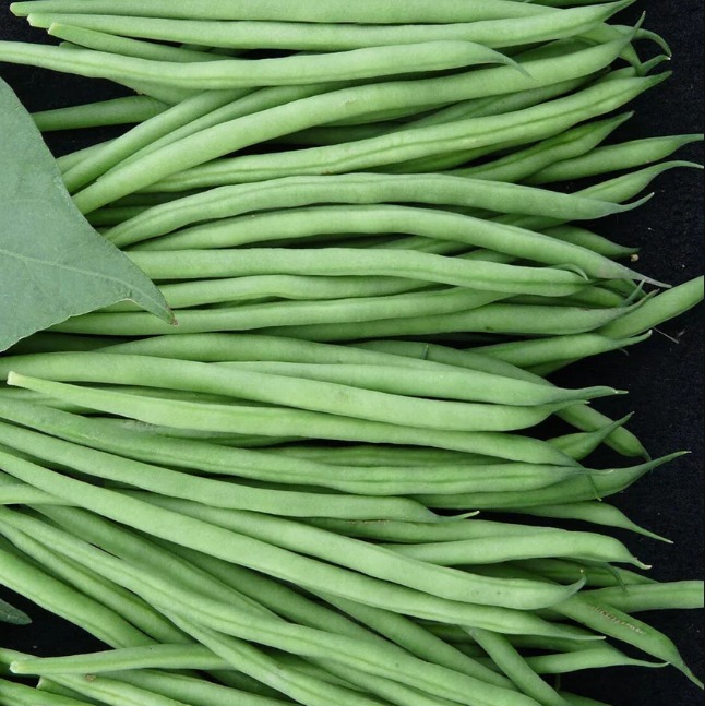 Haricots verts (10)