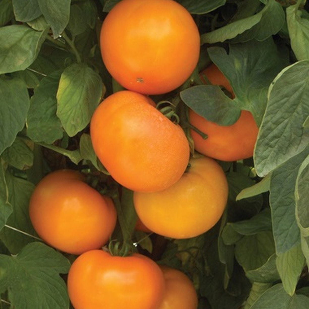 Tomate jaune