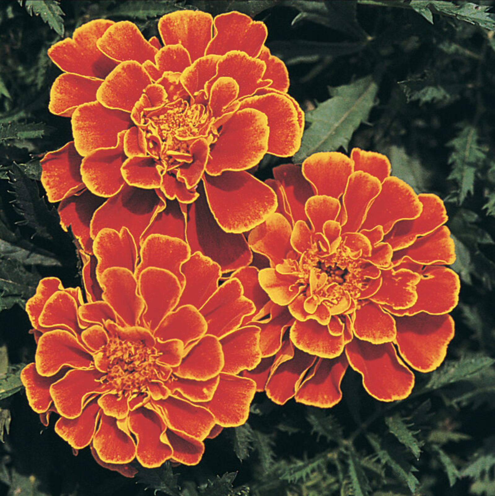 Tagète flame