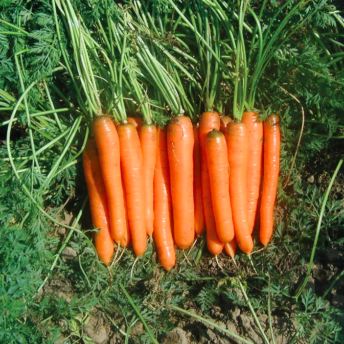 Semences de carottes