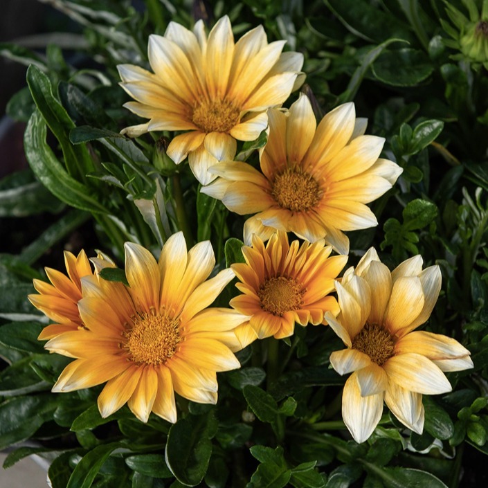 Gazania oeuf-miroir (6)