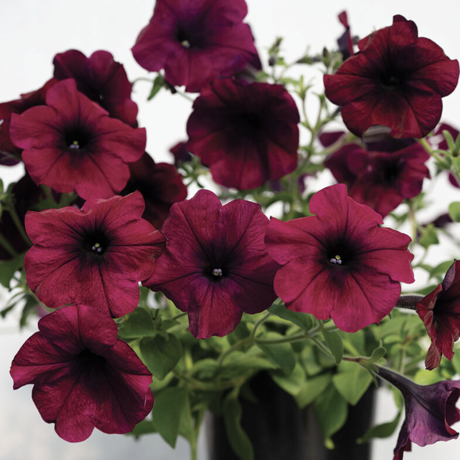 Pétunia bourgogne (6)