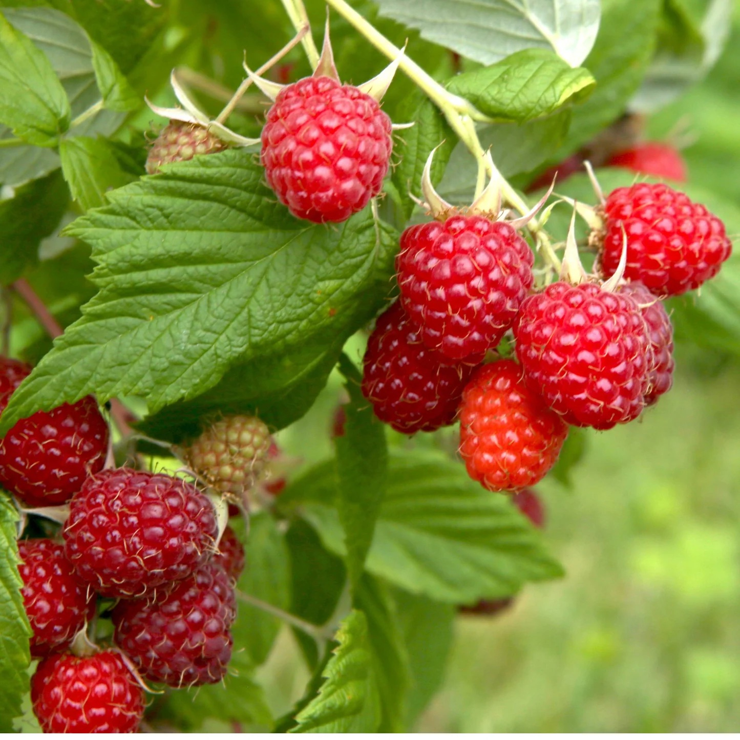 Framboise