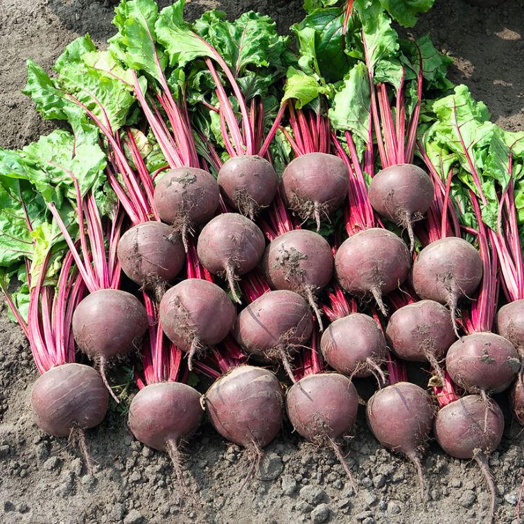 Betteraves rouges (30)