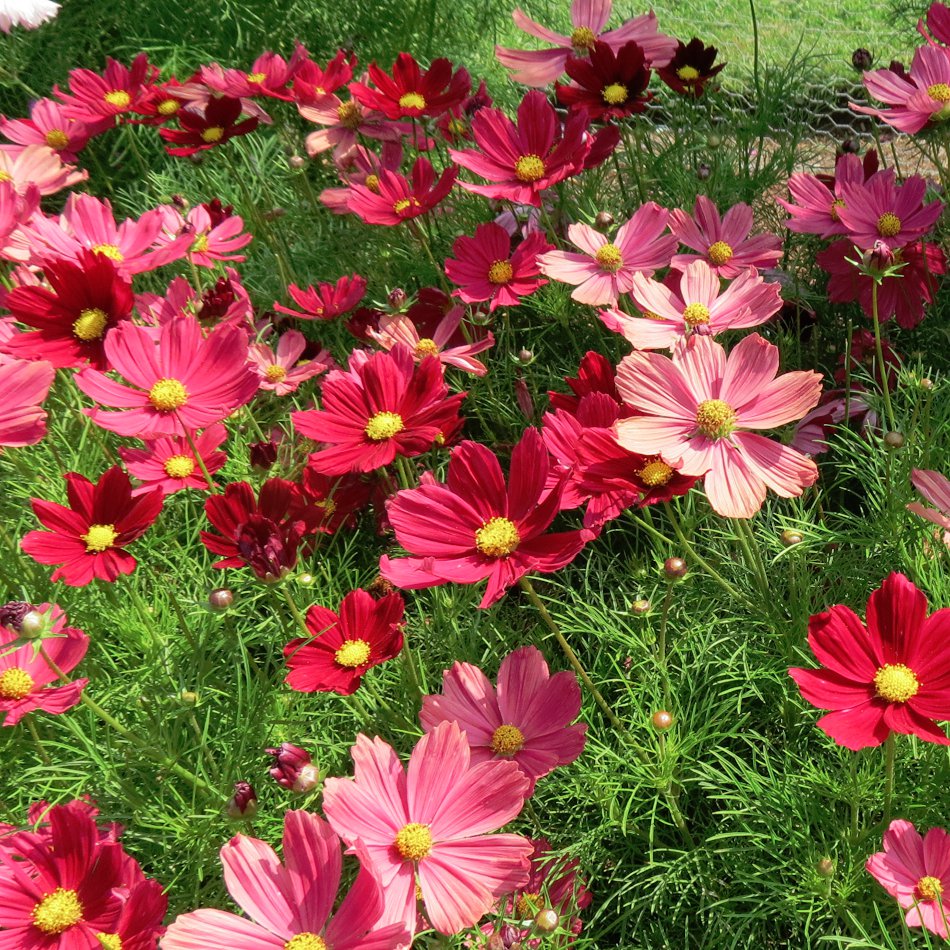Cosmos rose